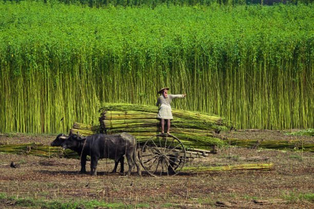 Jute industry development